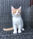 Registered TICA Maine Coon Kittens